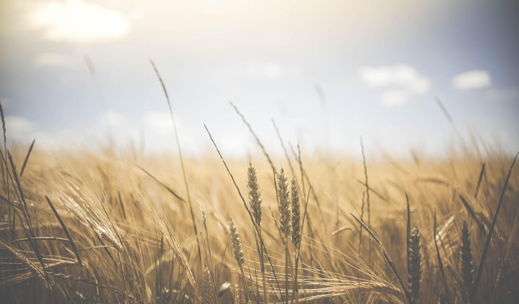 a tale of two farming neighbours