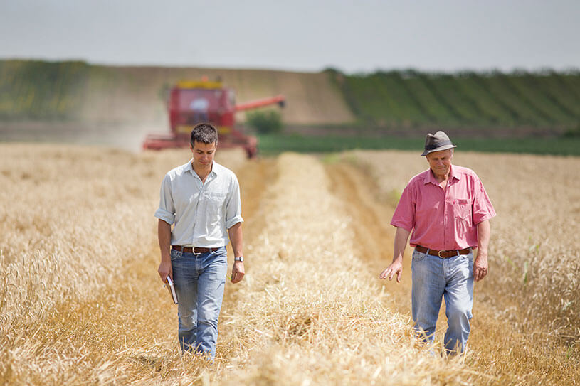 two farmers walk trough a crop field