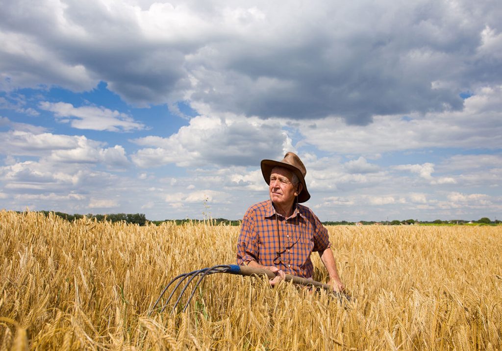 wheat field with farmer