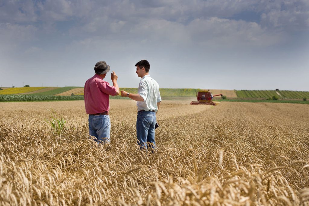 two famers stand in a crop field